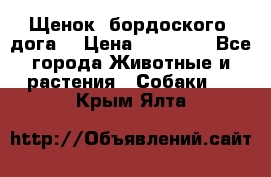 Щенок  бордоского  дога. › Цена ­ 60 000 - Все города Животные и растения » Собаки   . Крым,Ялта